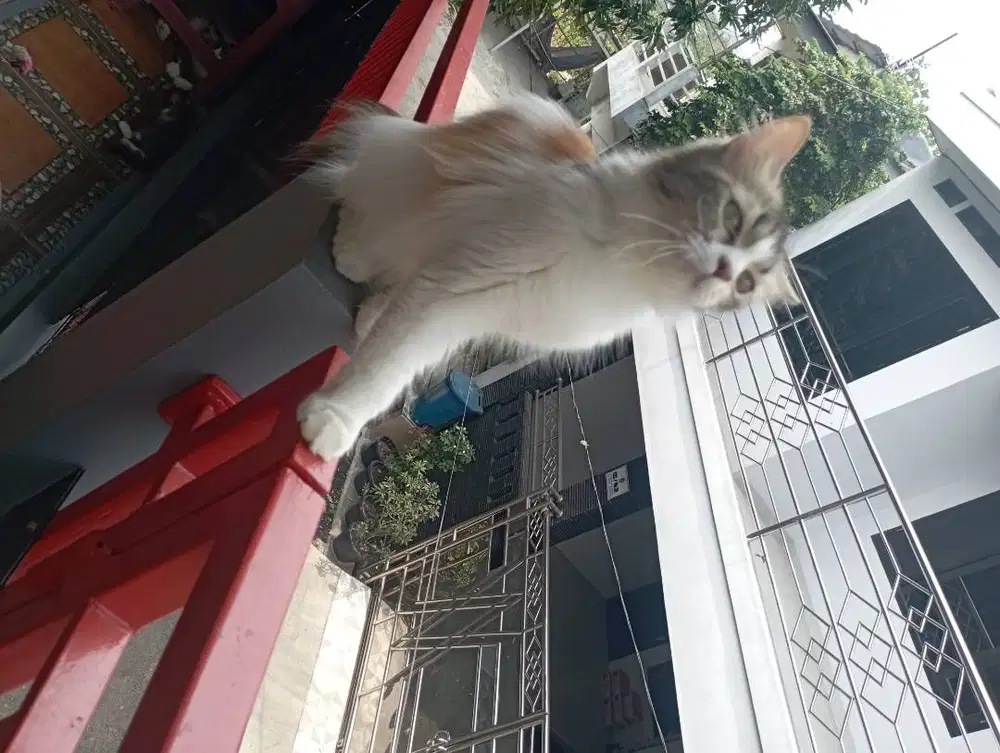 SUDAH VAKSIN LEPAS ADOPSI Persia MEDIUM BETINA  Longhair
