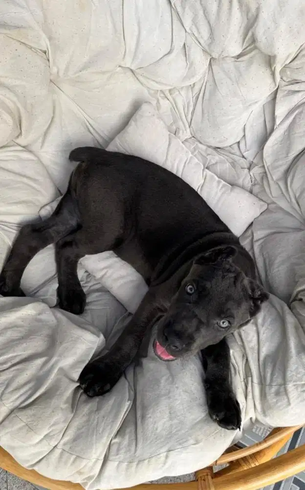 Jual Anjing Cane Corso