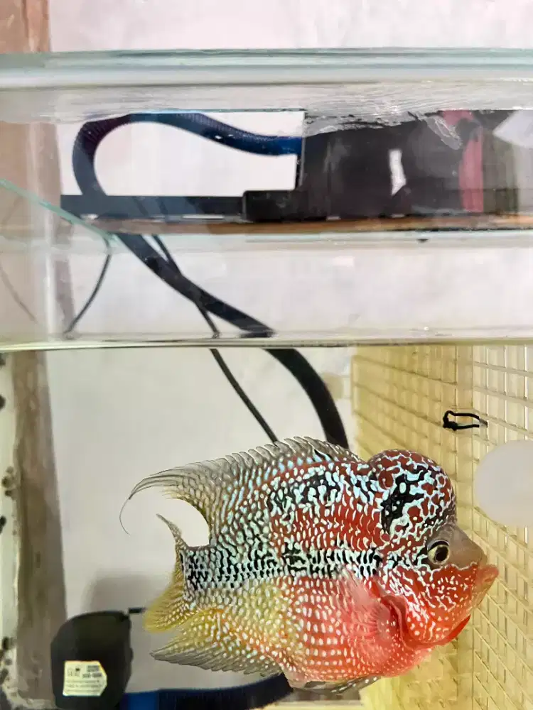 Lohan Kamfa F3 & Cencu GB