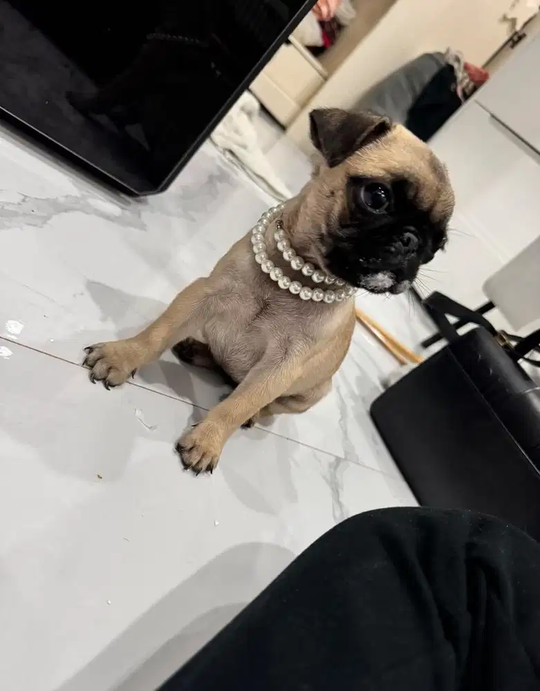 Jual anjing pug