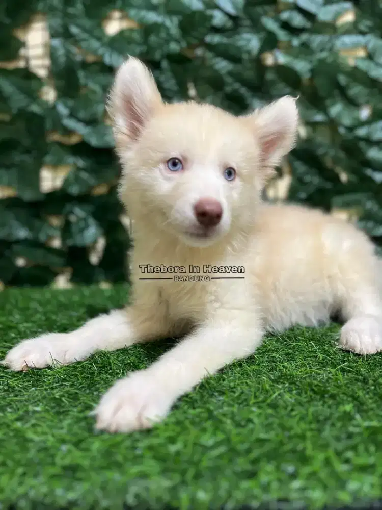 Siberian Husky (Female)