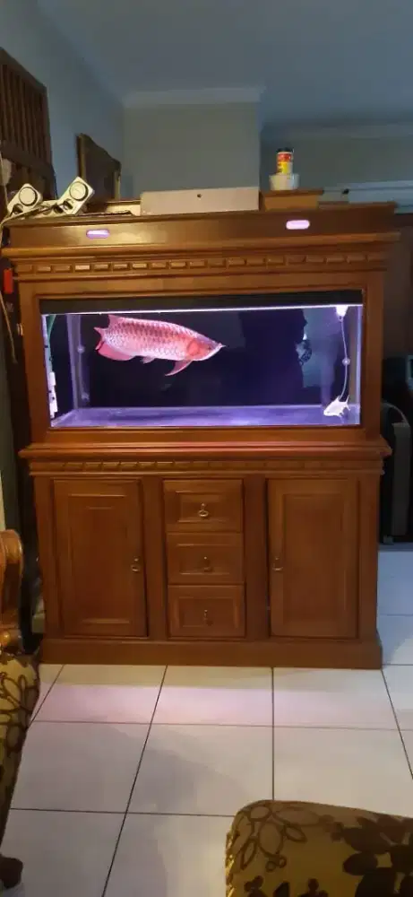 Aquarium full kayu jati plus ikan arwana