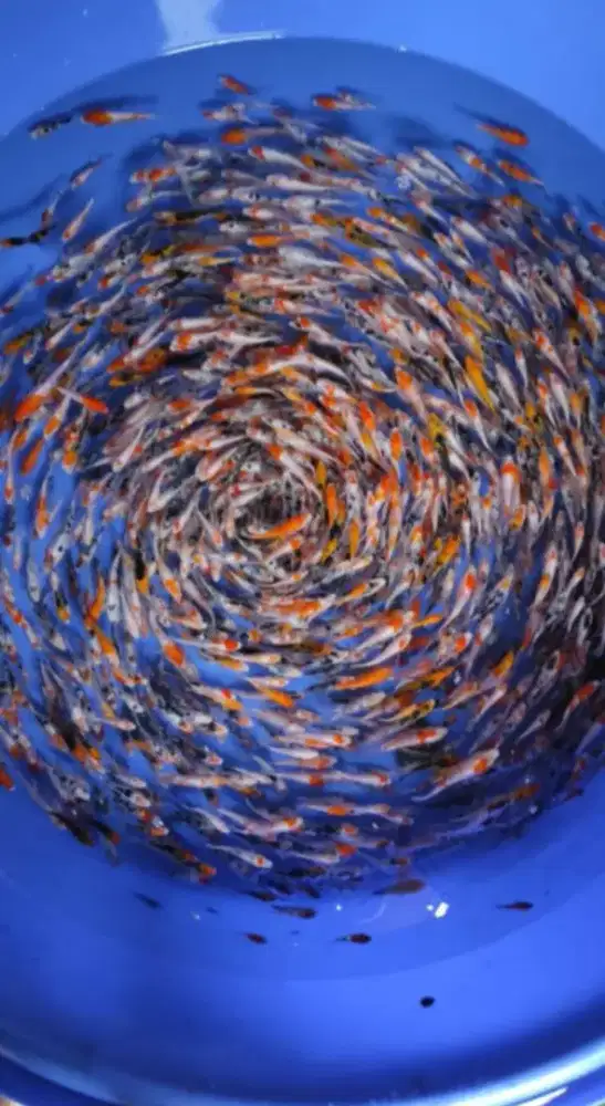 Jual Ikan Murah Koi Kohaku Sanke 5-7cm