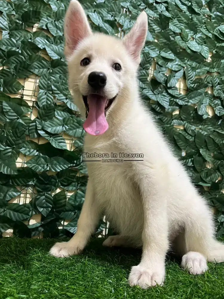 Siberian Husky (All White)