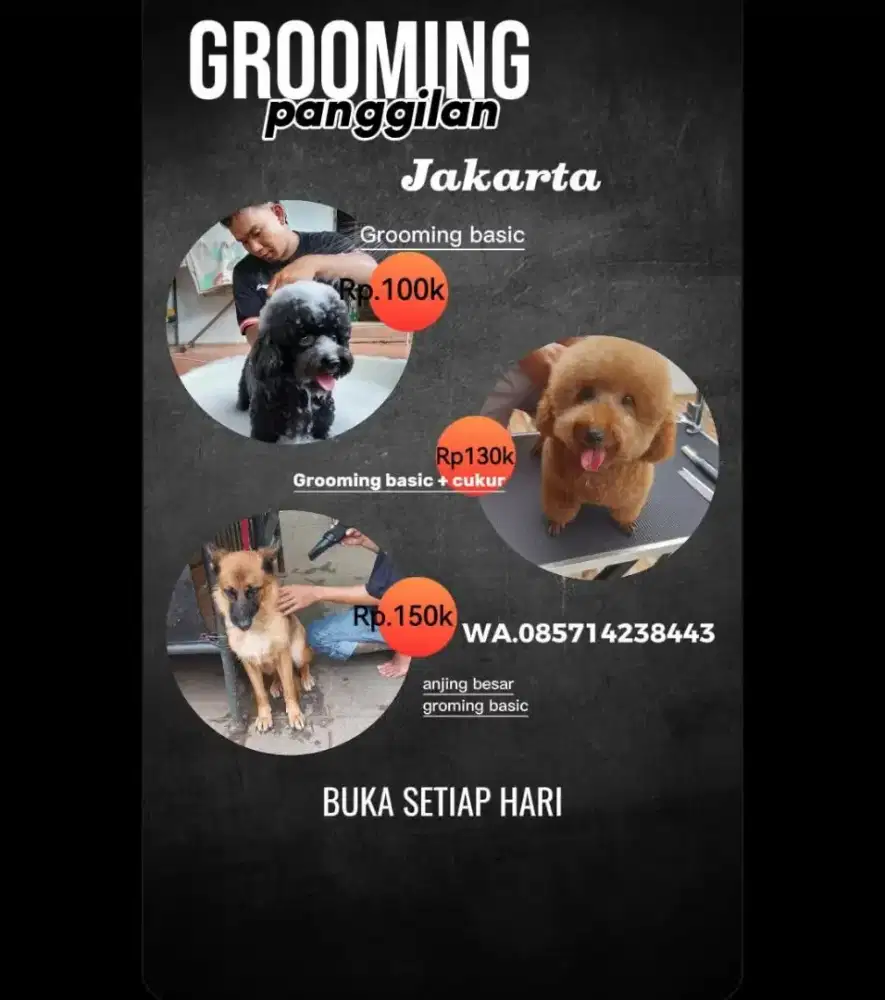 Grooming panggilan grooming anjing datang kerumah