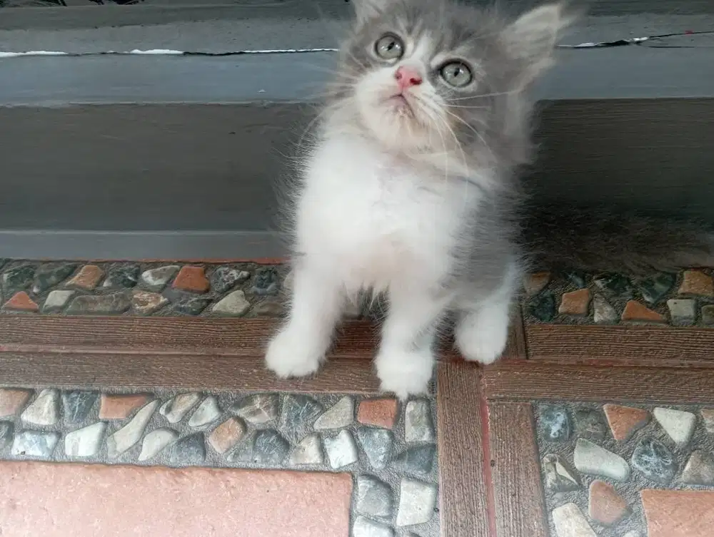 Adopsi Kitten Persia BETINA  Anakan Ragdoll Mix Medium Longhair
