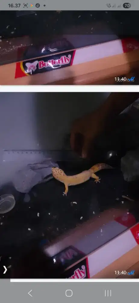 Gecko peliharaan panjang 22 cm