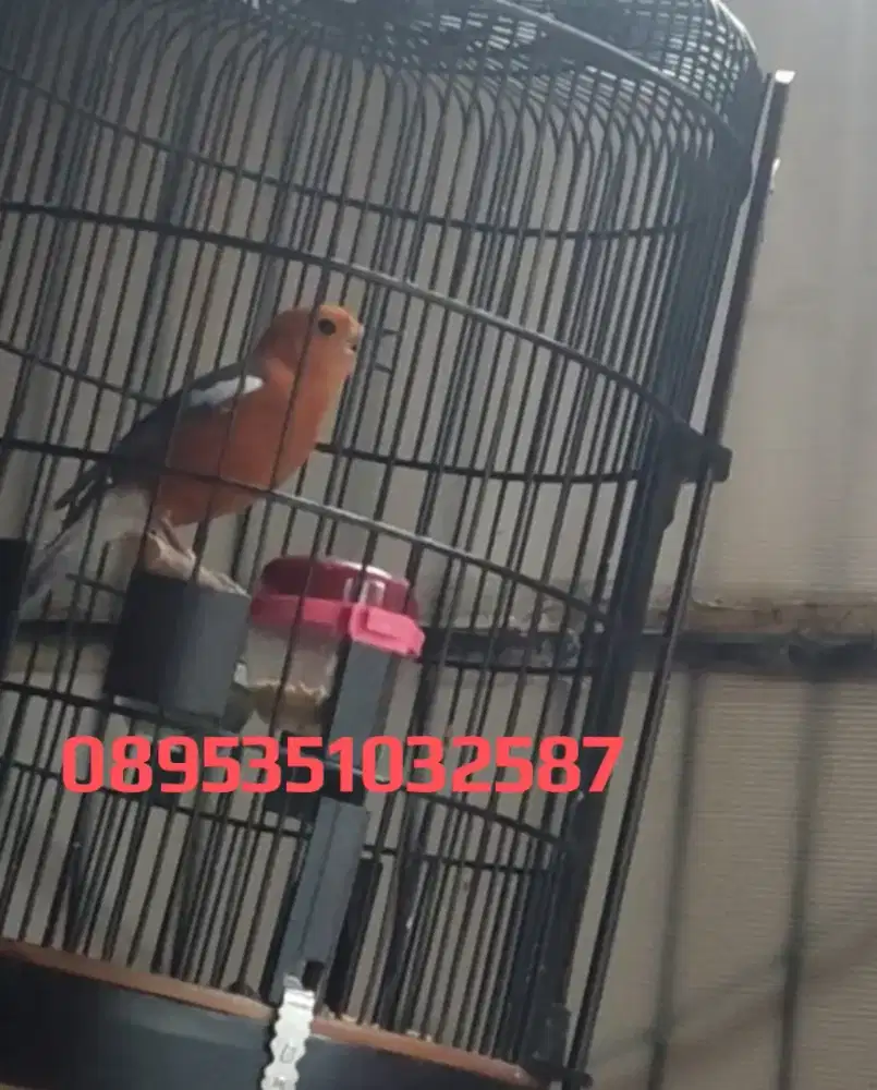 ANIS MERAH LOKAL GACOR