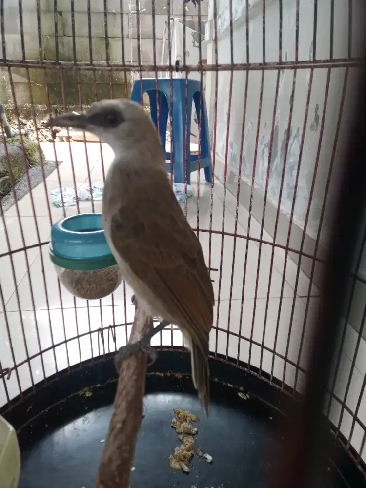 Burung trucuk jinak