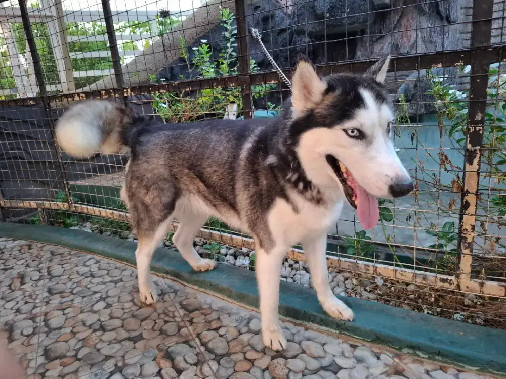 Anak Anjing Siberian Husky menggemaskan