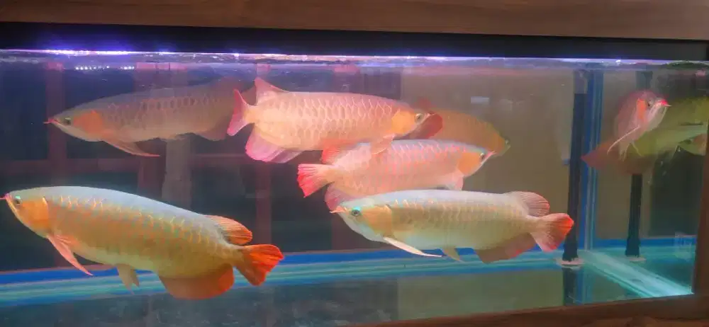 Arwana super red jumbo