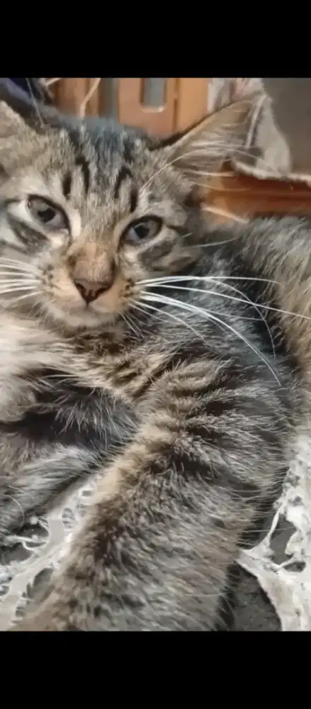 Open adop kucing jantan