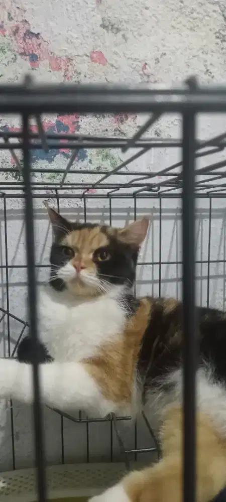 Oper adopsi kucing brithis shorthair usia 9 bulan satu pasang