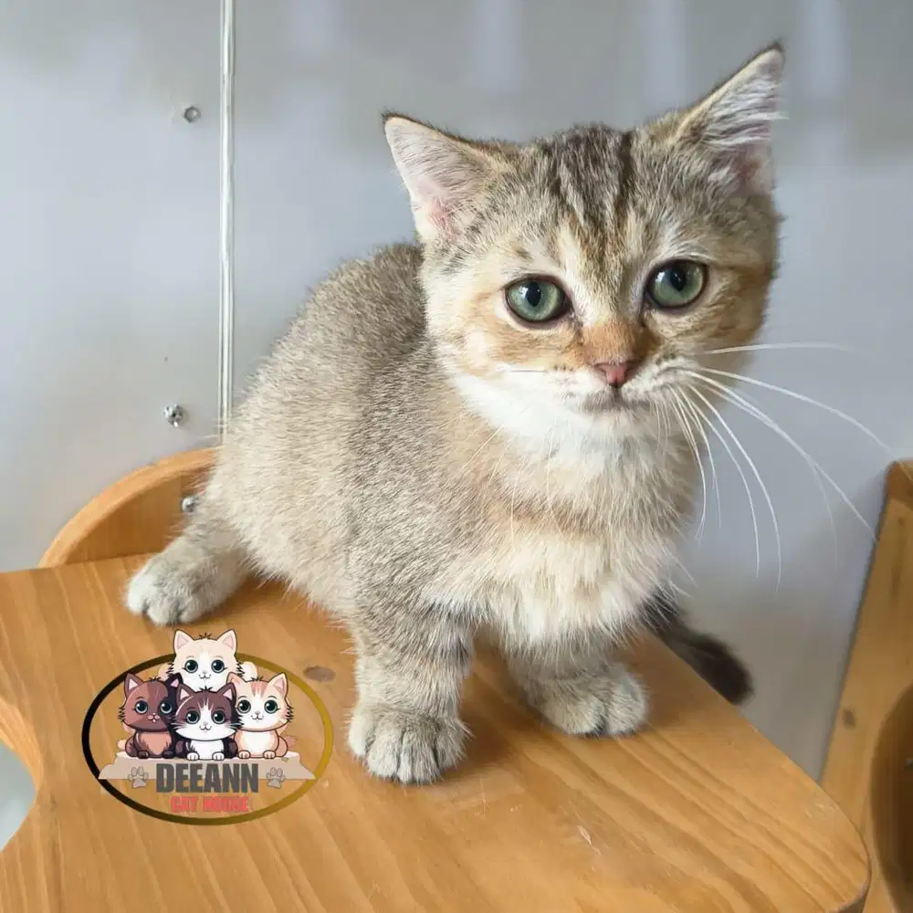 Kucing Munchkin BSH Golden NY25