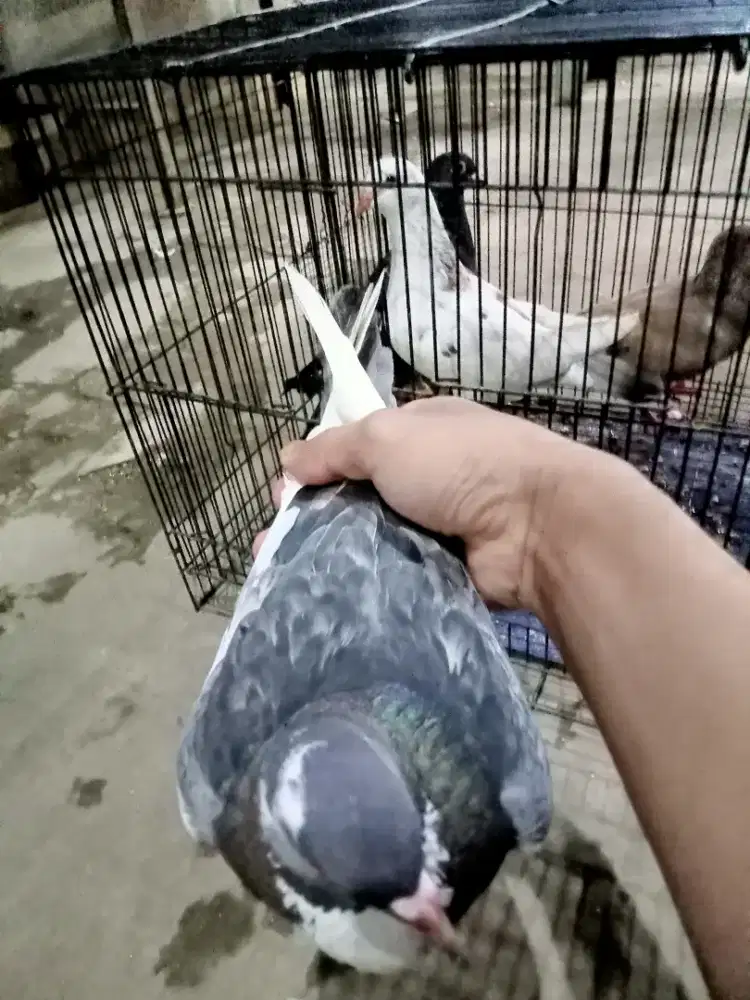 Burung dara warna bagus