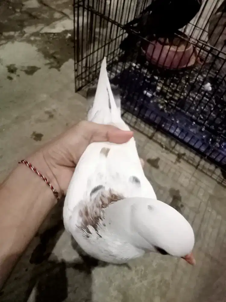 Burung dara warna bagus