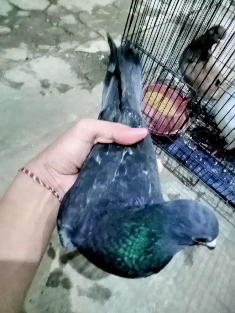 Merpati pos jantan