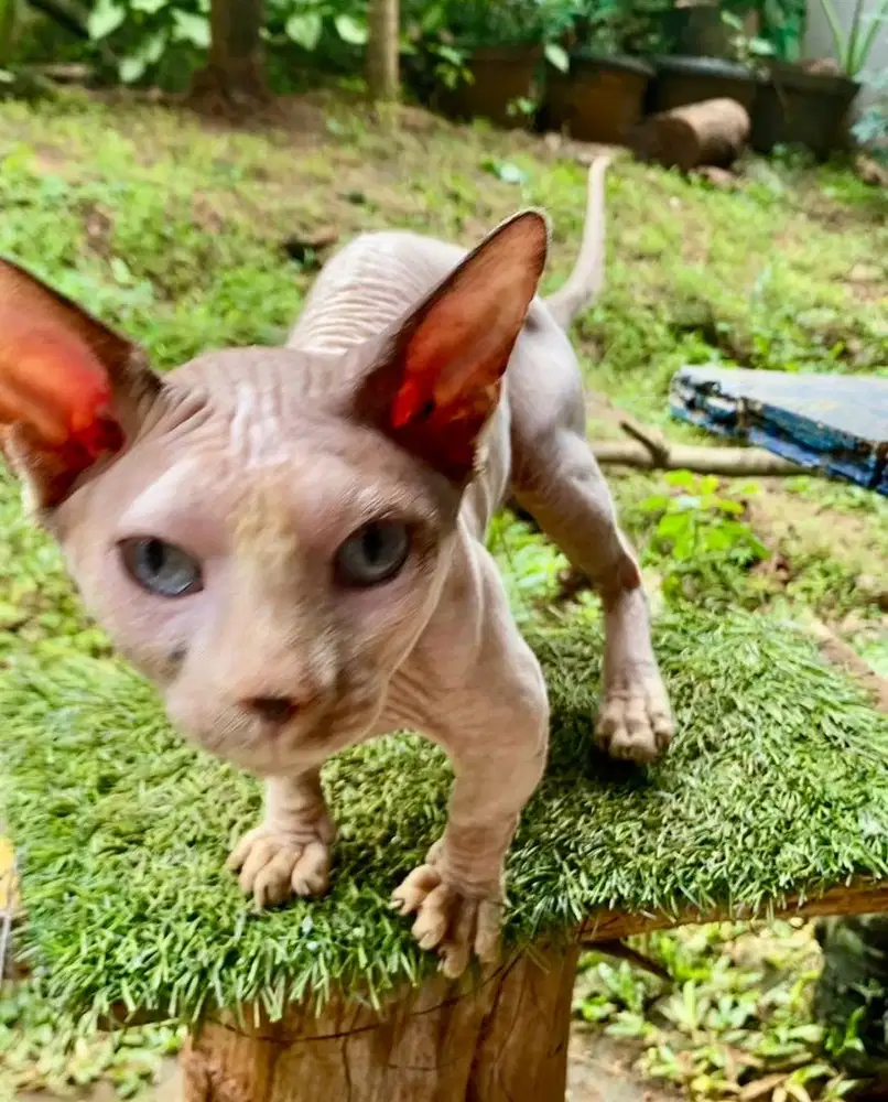 pacak sphynx bambino