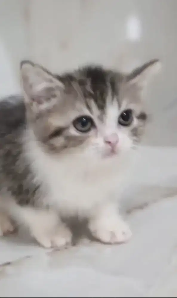 Kitten betina imut dan manja