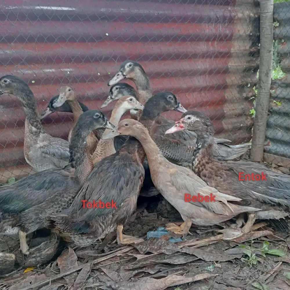 Tokbek (Silangan entok bebek)