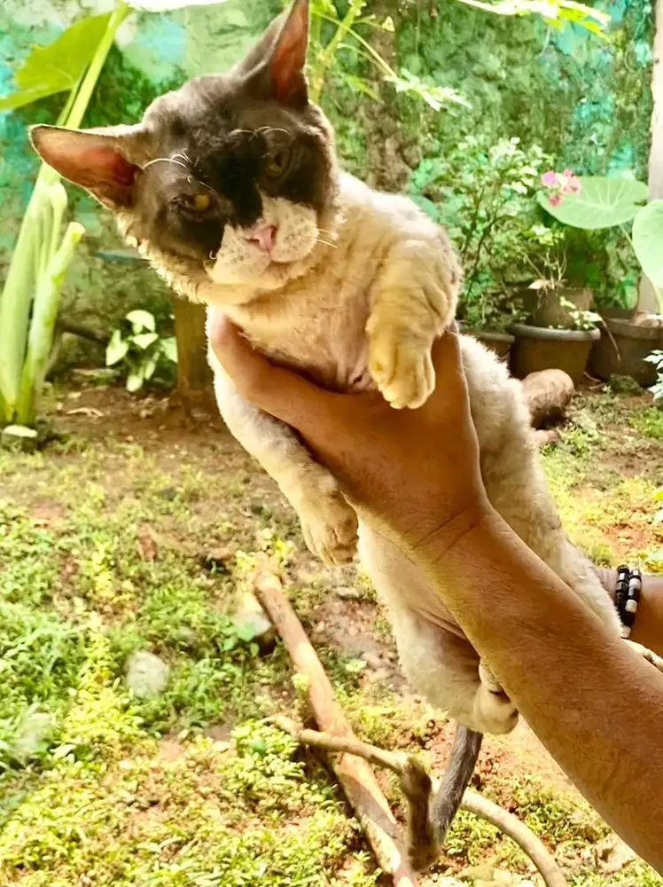 pacak munchkin devon rex