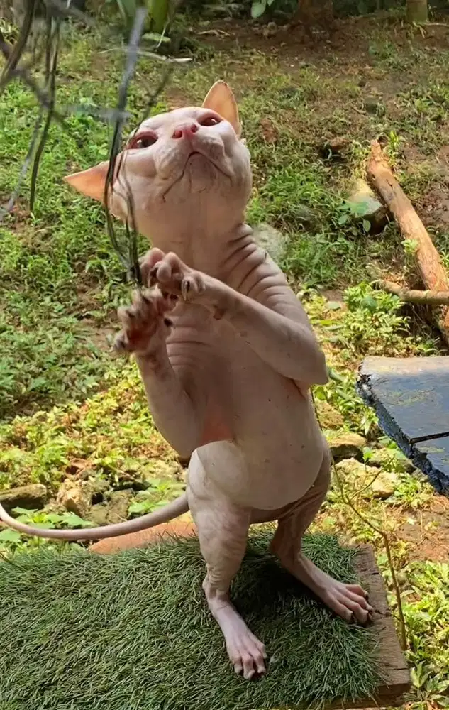 pacak sphynx hairless
