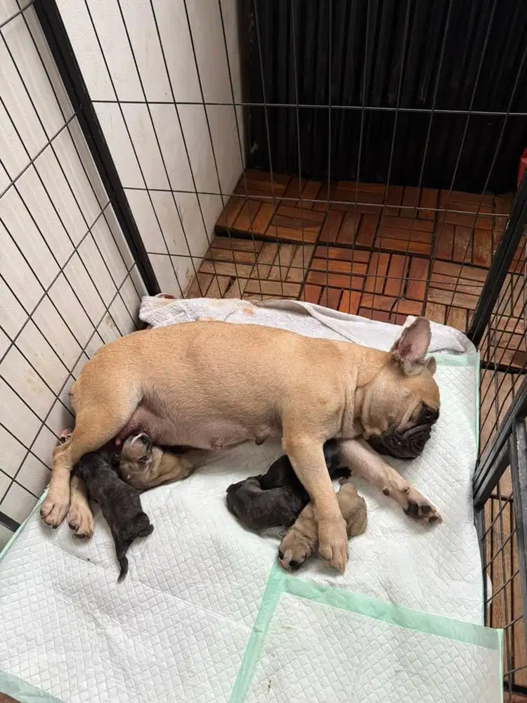 Frenchie french Bulldog