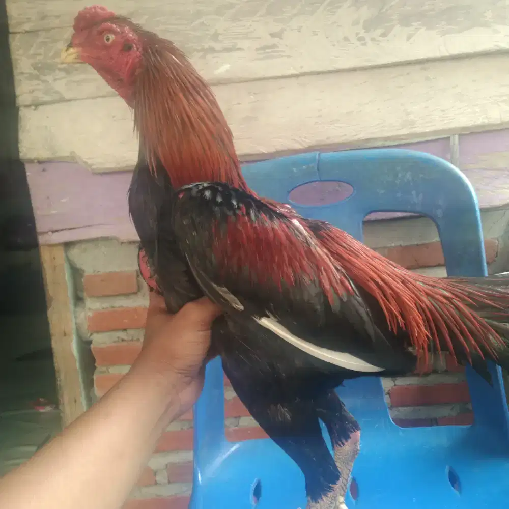 Dijual satu ekor ayam Bangkok muda,,umur kisaran 10 bulanan