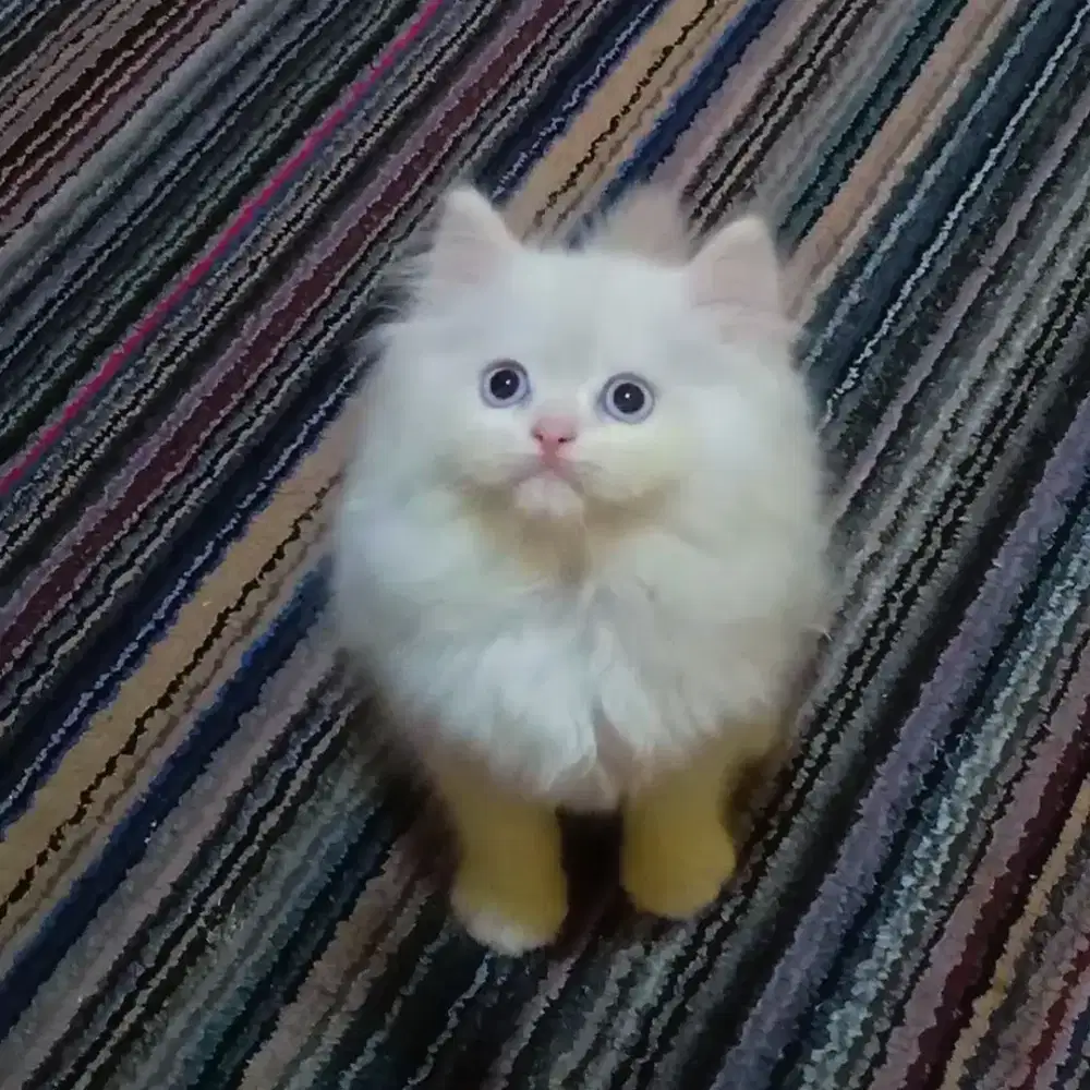Kucing Persia Himalaya Red Point