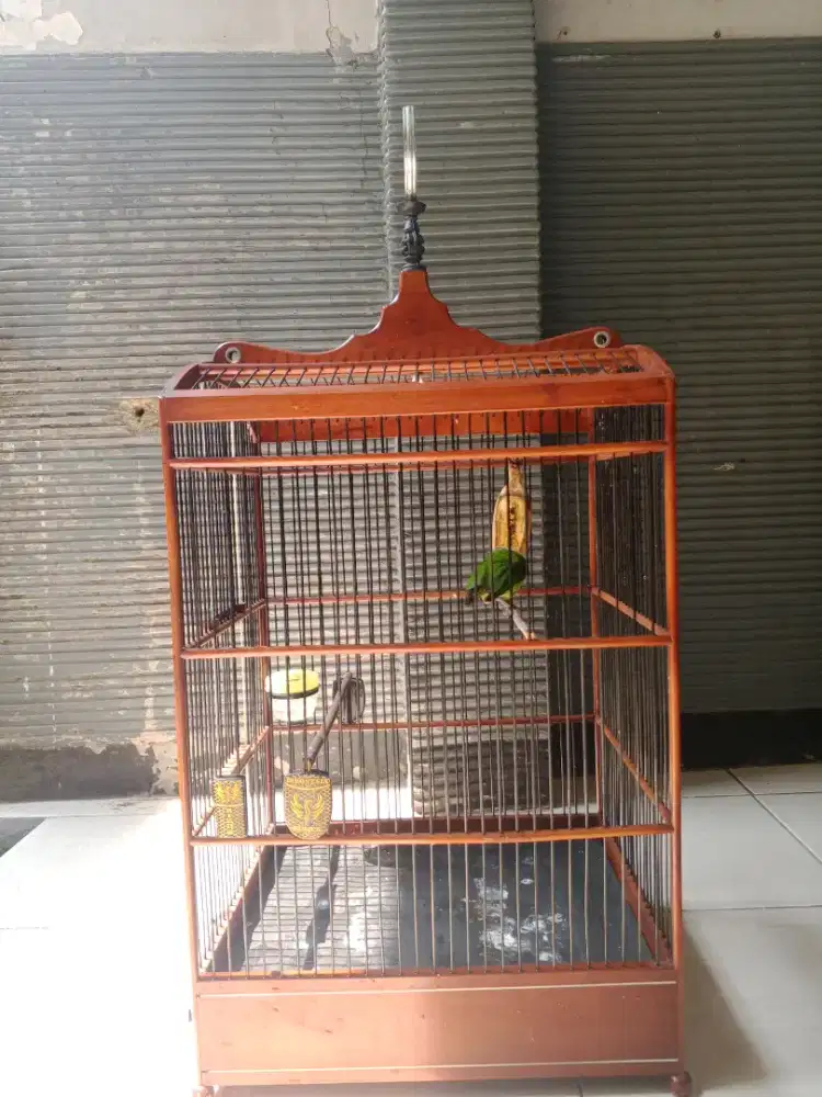 Curcuk Plus kandang