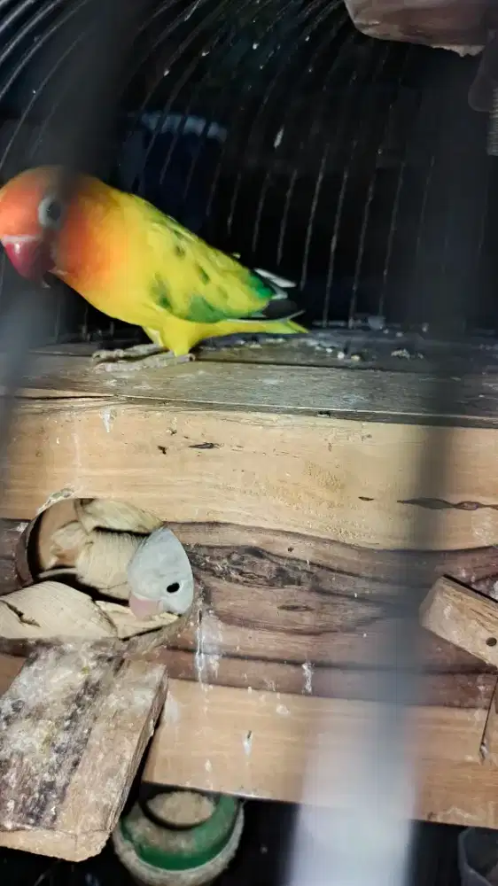 Lovebird pasangan produksi