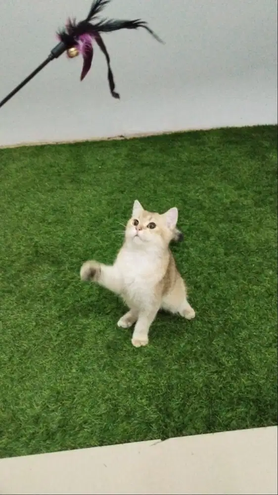 Kucing BSH Golden NY11 Male 6 Month Non Ped
