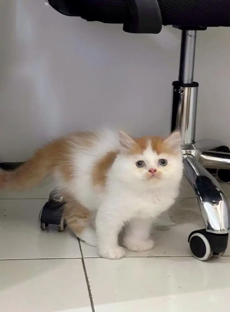 Peaknose X flatnose jantan 2,5bulan