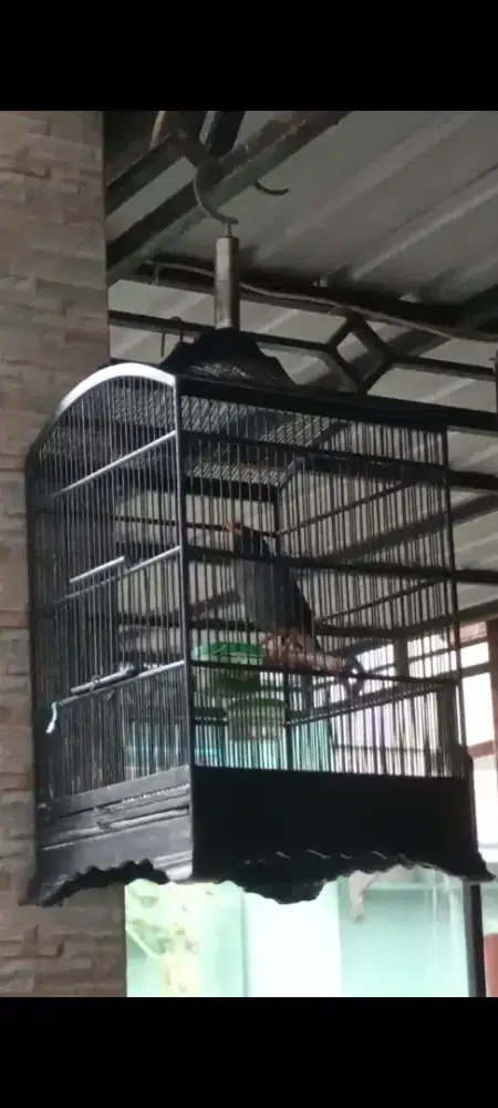 Jalak hitam makun fulset