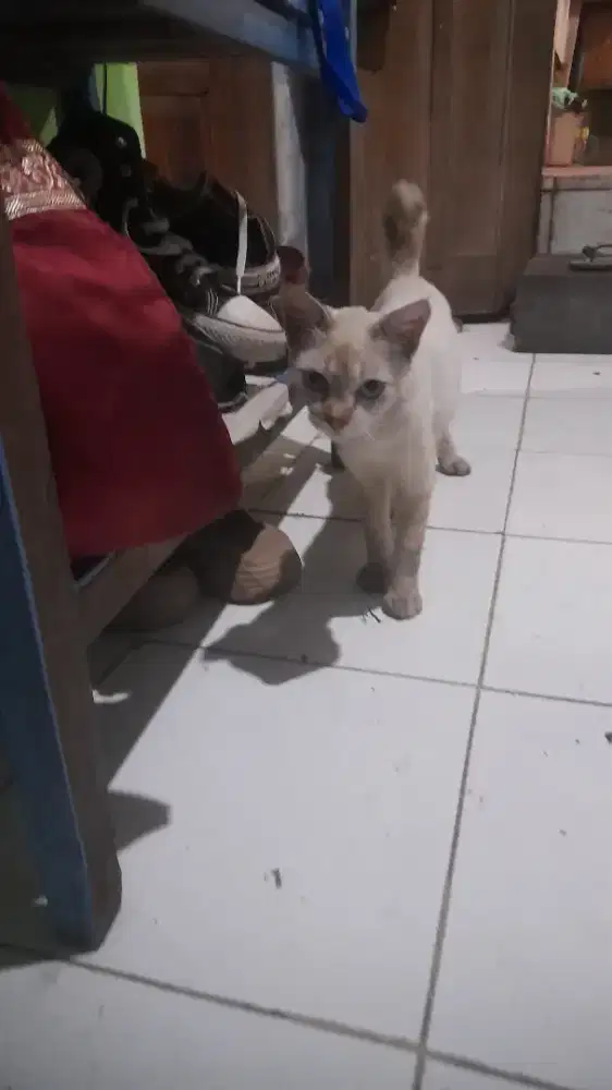Open adopt kucing jantan mata biru