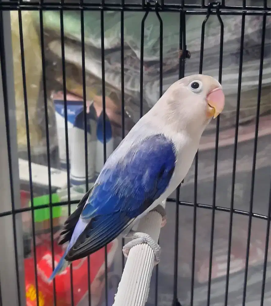 Lovebird Biola Euwing Blue Jantan Dewasa