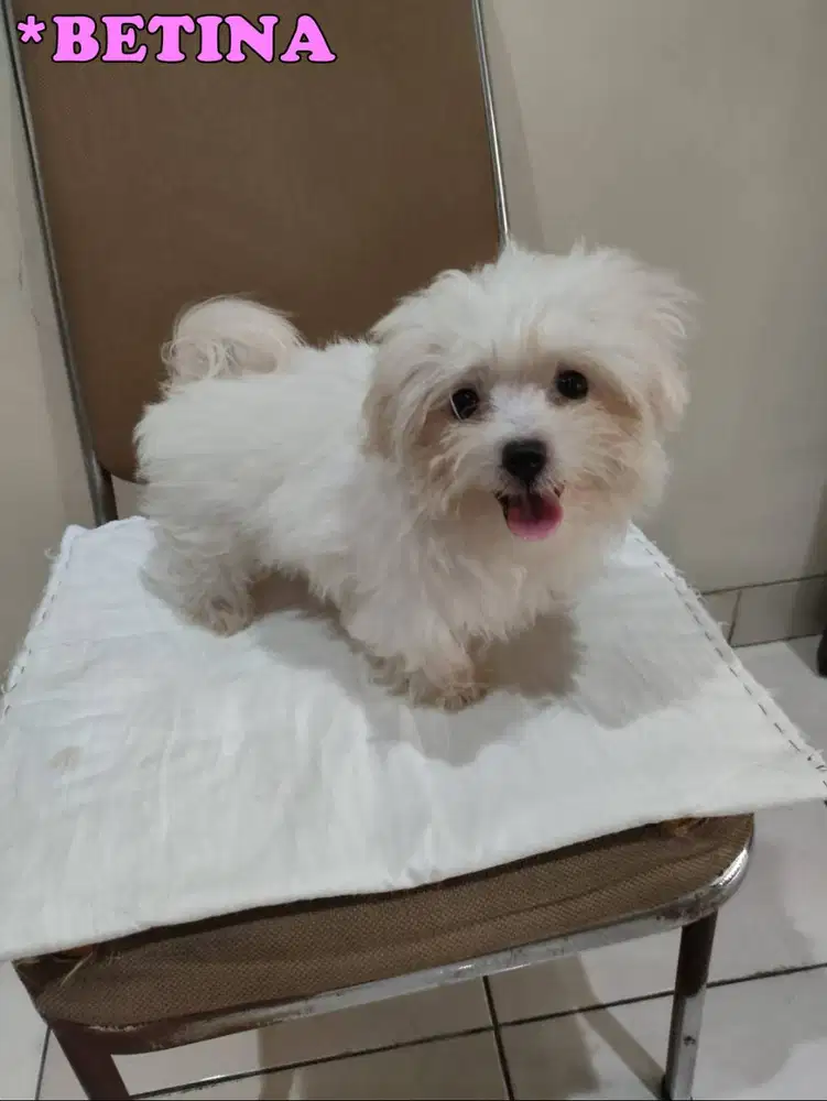 Jual Anak Anjing Maltese Betina