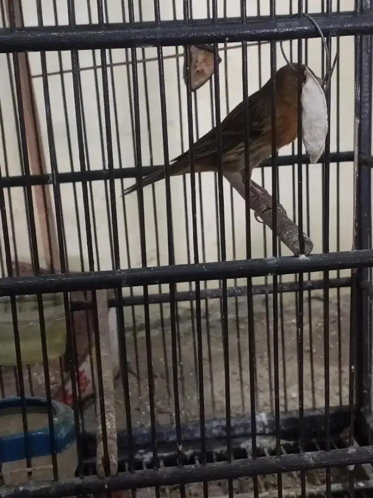 Kenari bahan jantan