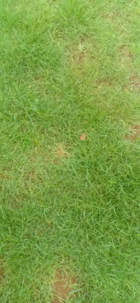 rumput jepang bandung