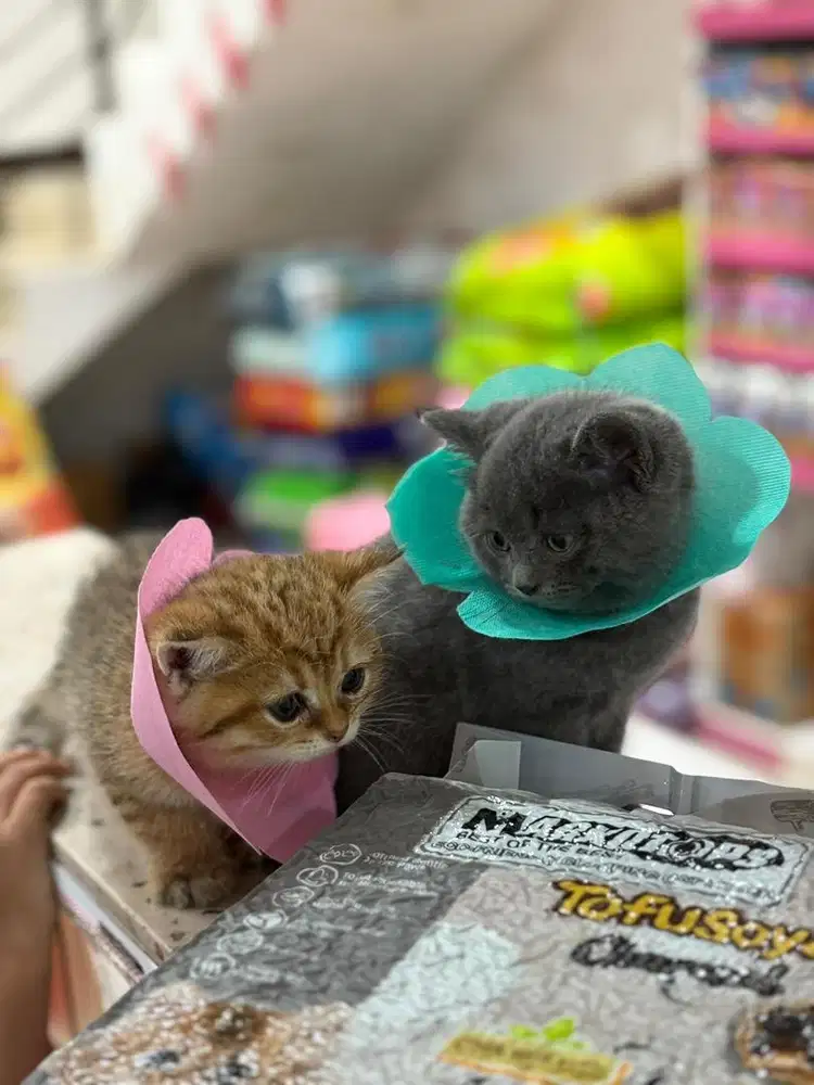 BSH scottish fold