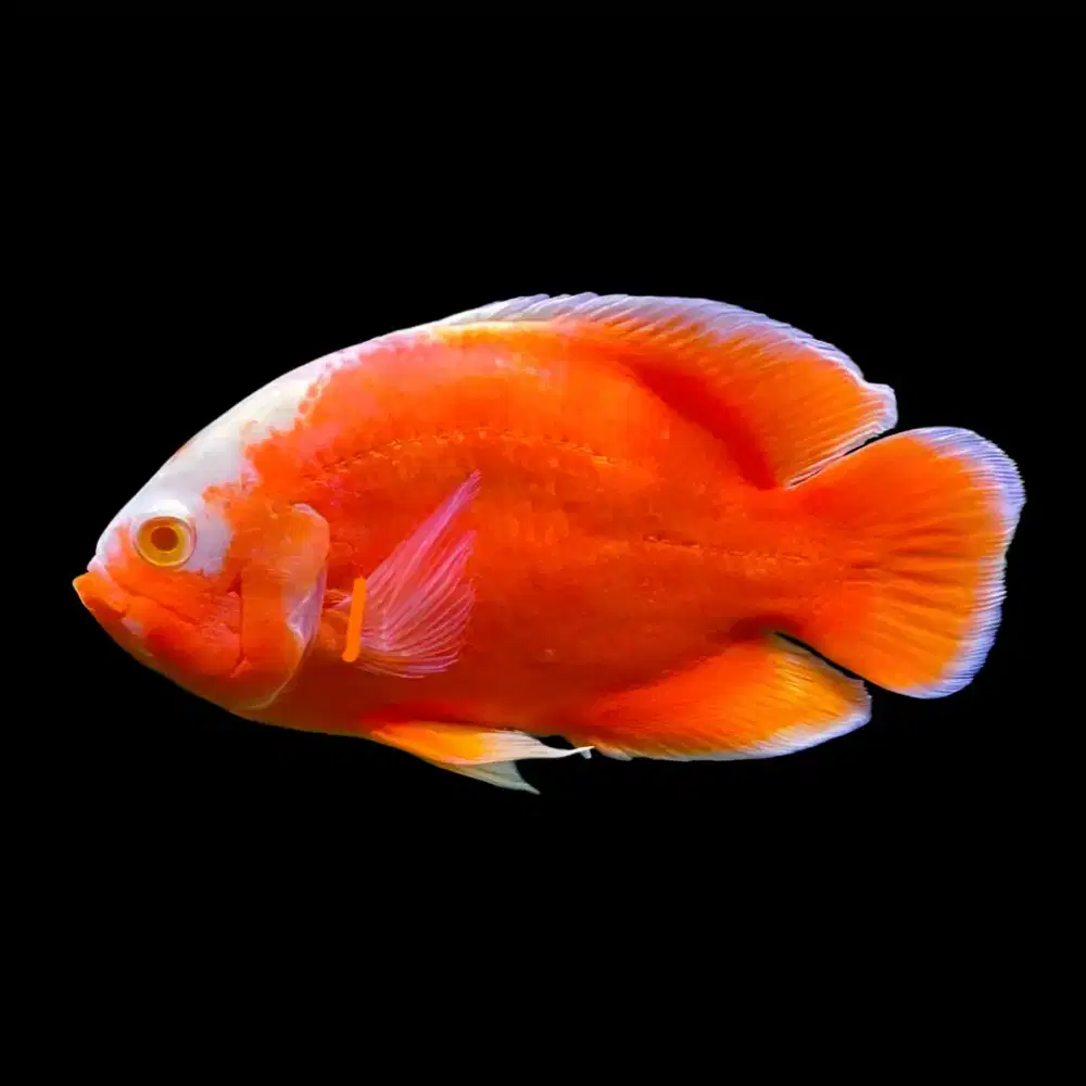 Oscar Pariss Albino Big Size 6 Jari