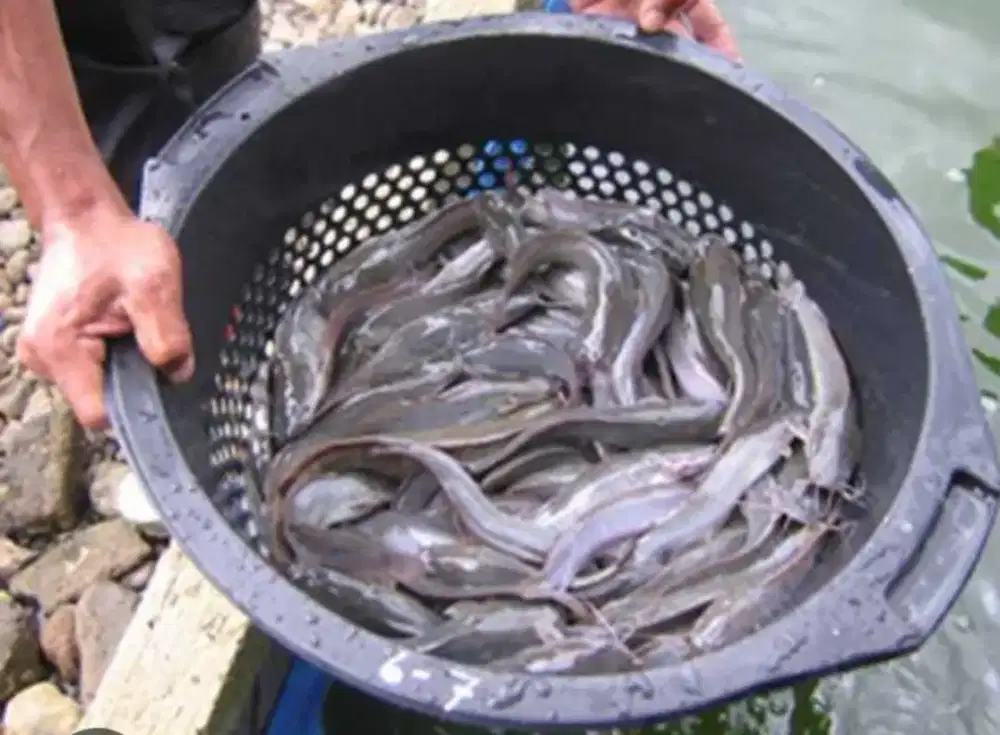 Jual bibit ikan lele sangkuriang 7,8