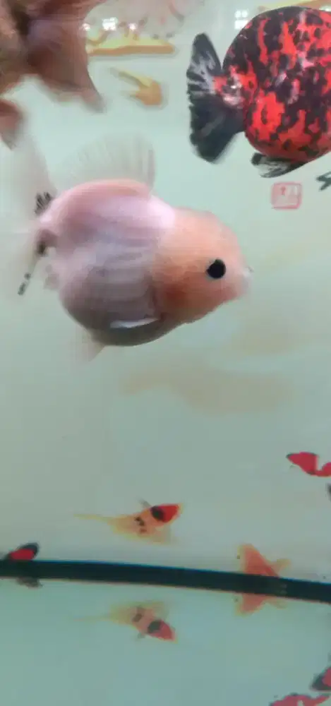 ORANDA SHORT TAIL OST