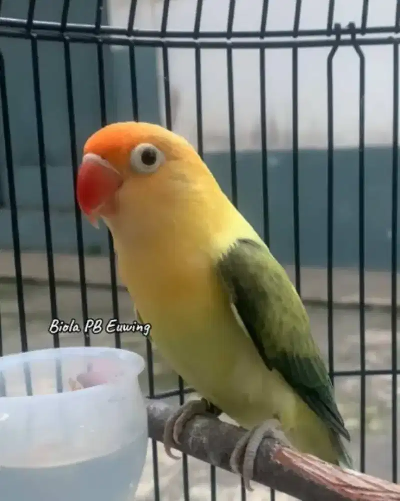 Biola PB Euwing