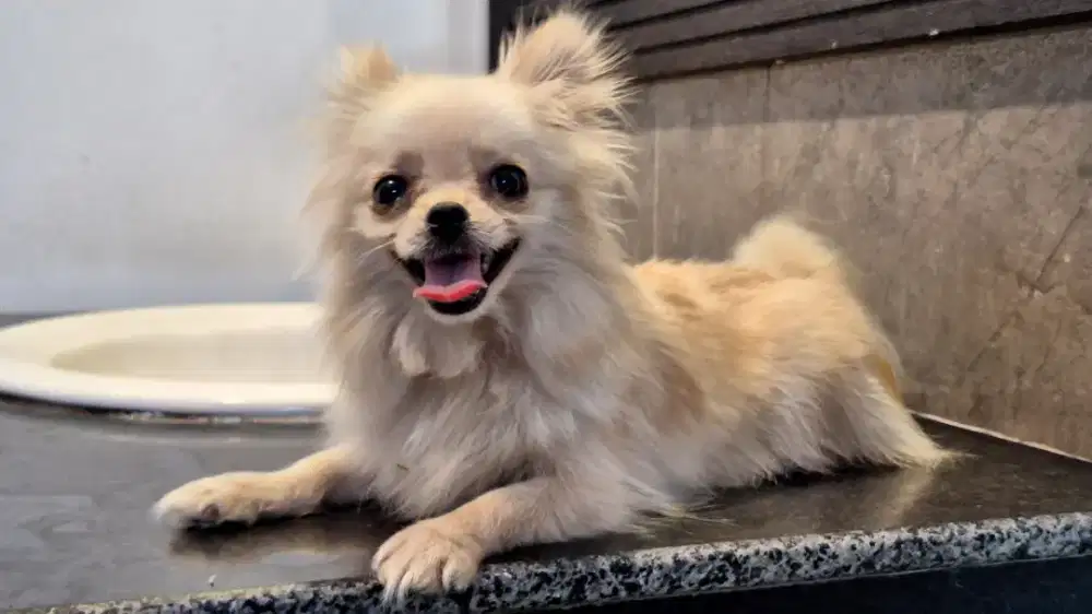 Super minipom Betina umur 1.5 tahun