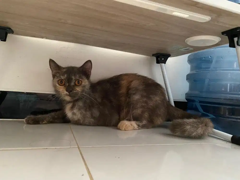 Kucing BSH x Scottish fold line ped