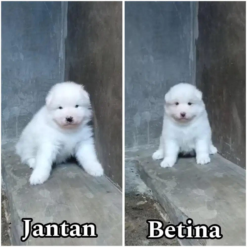 Samoyed puppy jantan & betina