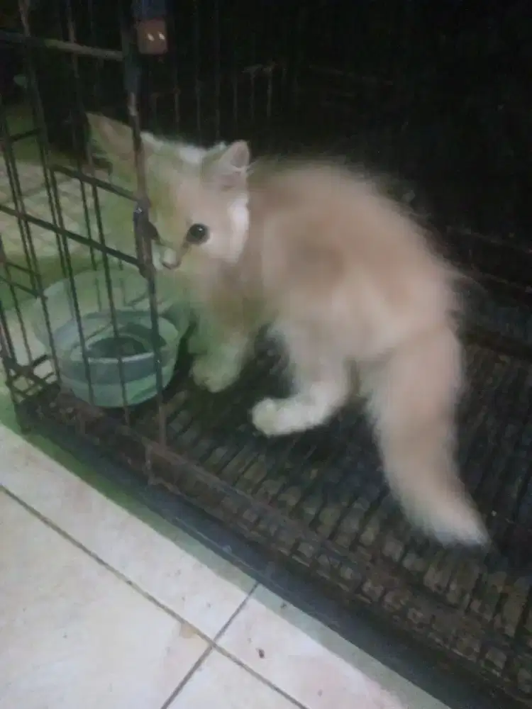 anak kucing persia