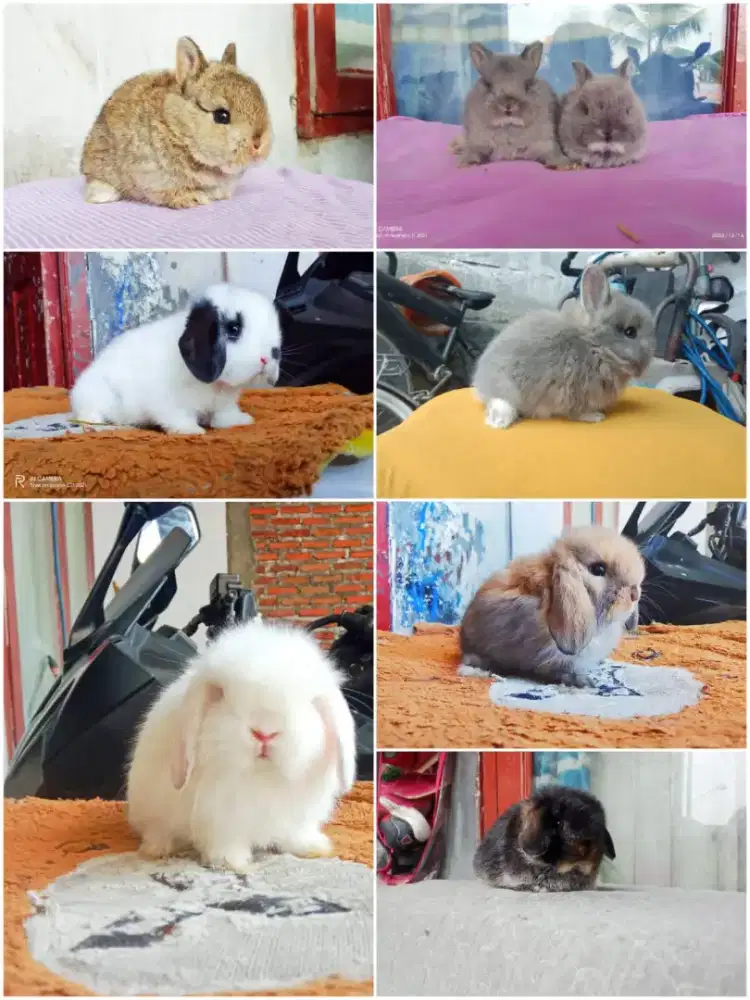 Peternakan kelinci hias