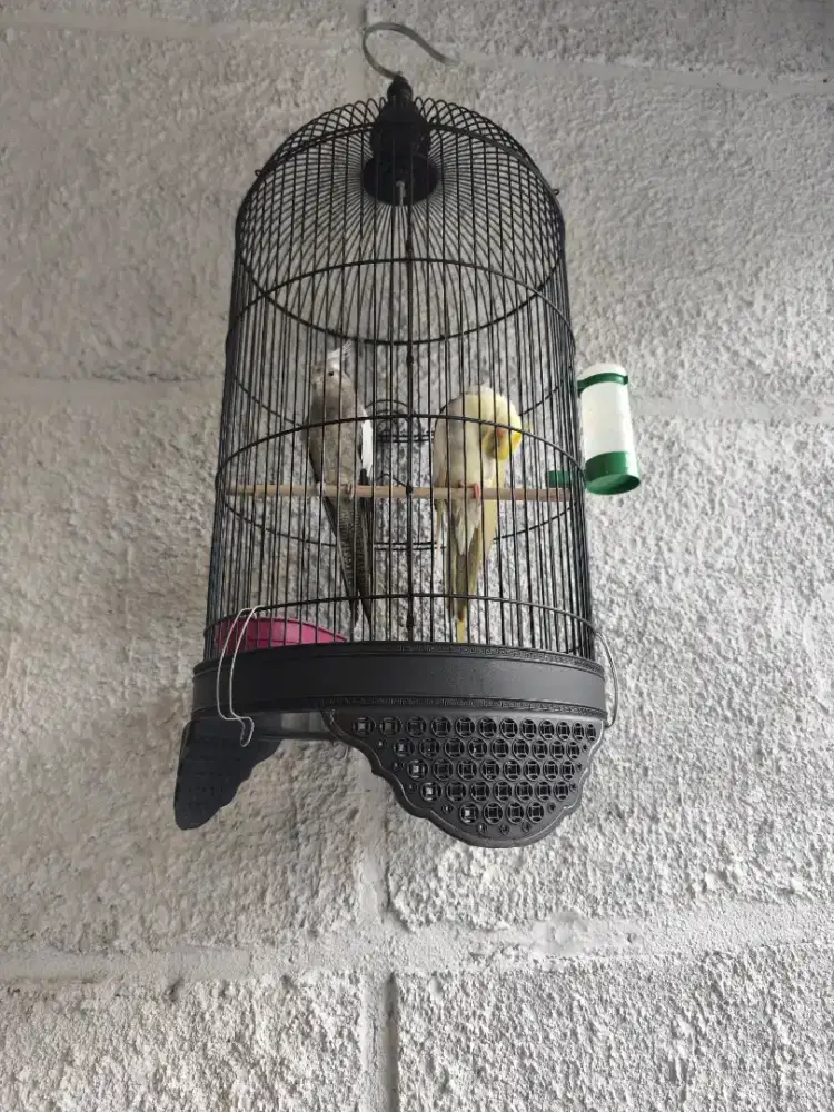 Falk / Parkit Australia / Cockatiel